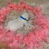 100% English Cream Golden Retriever Female Puppy.  Parents health tested.