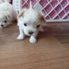 MALTESE PUPPIES FOR SALE!