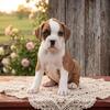 AKC Flashy Boxer Puppy (Bronx) *Reserved*