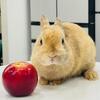 Adorable  Dwarf bunnie( male)