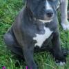 American Pitbull puppies for sale!