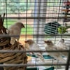 Male and  female white zebra finch and their 2 babies