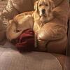 AKC Beautiful Stud proven W/large litter thrown