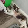 Main Coon mix
