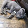 Cane Corso Pups Iccf Registration in Columbus, Ohio - hoobly.com