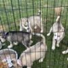 Full Siberian huskies