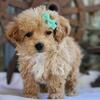 Toy Poodles AKC