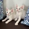 Pure White Devon Rex in California - 4 months old - READY & AVAILABLE - CAN SHIP