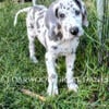 Great Dane Puppies  AKC registered, Exceptional Big and Beautiful