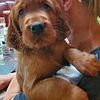 Irish Setter Puppies  AKC  Sue  