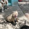 Lilac tri Merle female nano bully