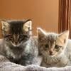 Siamese Maine Coon cross kittens