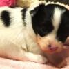 Papillon BEAUTIFUL Black and White Female puppy Available to "Hold" now!