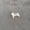 AKC Female French Bulldog