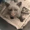 Fox kits(pups)