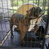 1 year old male Bully