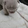 PRETTY X STRAIGHT DROP 💣 💣 🔥 🔥!!! Puppy Update 