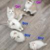 TICA registered ragdoll kittens