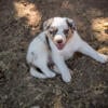 ABCA Border Collie puppies 