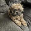 Shihpoo pup
