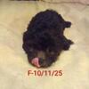 MiniDachshund (Chiweenies) Caldwell, Texas -$150-$600