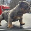 Blue Tri Merle 9 weeks old available