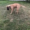 2 ur old bullmastiff