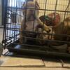 Micro bully pups