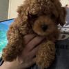 POODLES puppies toy/miniature