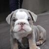 English Bulldog Lilac Puppy