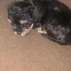 Mini poodle mix puppies