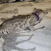 Bengal kitten