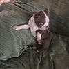 AKC Boston Terriers available for their new forever home
