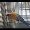 Sun Conure