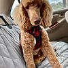 AKC/CKC Red Abstract Moyen Poodle for Stud Only
