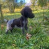 German Shorthaired Pointer Puppies