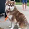 F3 beautiful red male pomsky