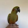 Red Fronted Macaw