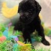 Giant Schnauzer Puppies