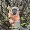 French Bulldog Puppies