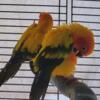 Sun Conure Pair Looking to Rehome