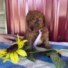 Wilma Female Mini Poodle