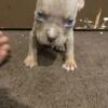 1500 lilac tri pocket American bully