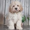 Malachi Marvelous Cockapoo