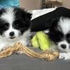PomTzu