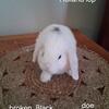 Holland lop  babies Pedigreed 