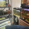 Convict cichlid babies