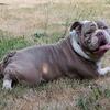 Olde English Bulldogge Stud Services