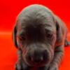 AKC Registered Miniature Dachshund Puppies