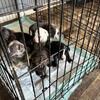 Bully pitbull puppies 